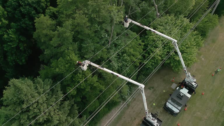 Best Palm Tree Trimming  in Irmo, SC